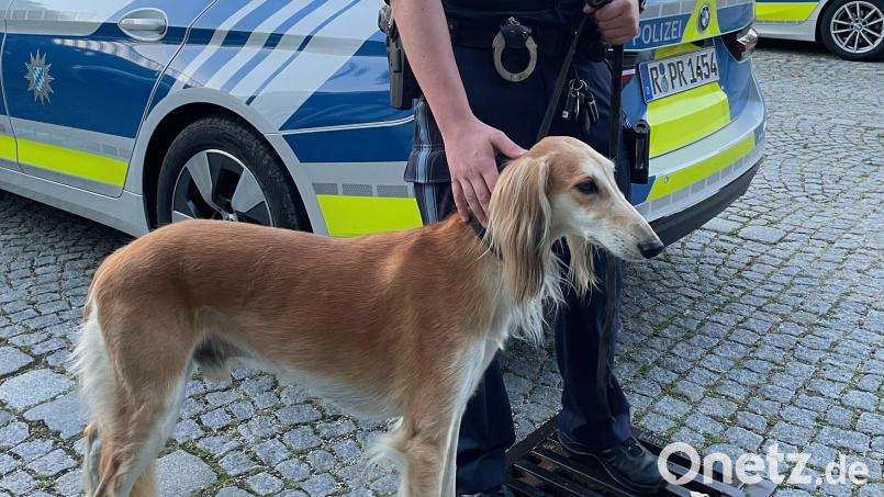 Viel Zeit musste der entlaufene Hund nicht in Schutzgewahrsam verbringen. Bild: Polizeiinspektion Amberg