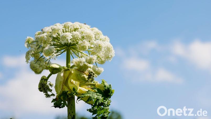 Bei einer 100-Kilometer-Wanderung in Essen hat die Giftpflanze namens Riesen-Bärenklau mindestens 17 Menschen verletzt. (Archivfoto) Bild: Frank Molter/dpa