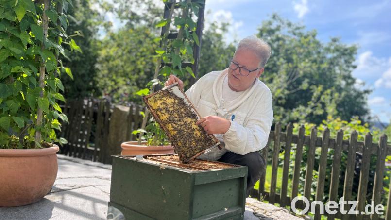 Stefan Traßl hält in den Händen ein Rähmchen aus einem Bienenvolk, das von Melezitose betroffen ist. Bild: Sophia Goldner/fph
