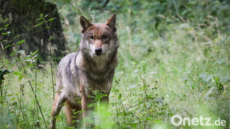 Hat ein Wolf vor gut einer Woche 15 Schafe bei Auerbach (Landkreis Amberg-Sulzbach) gerissen? Diesem Verdacht wird derzeit nachgegangen. Symbolbild: Christian Charisius/dpa