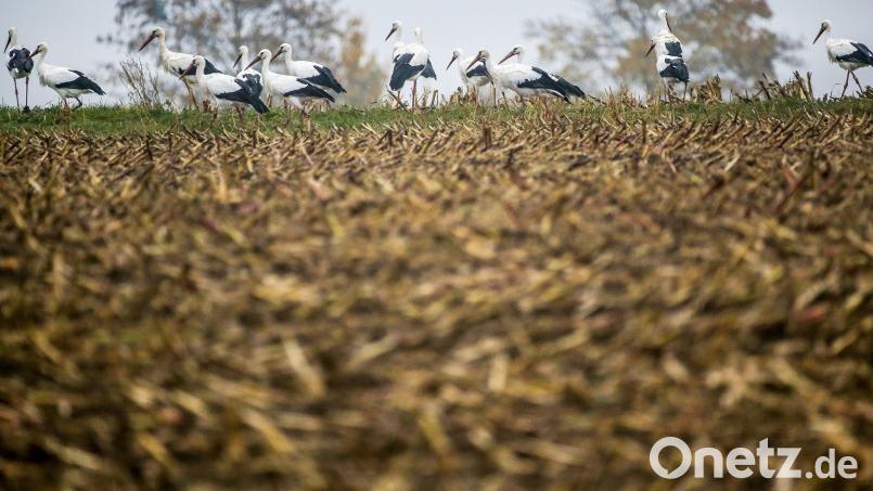 Jungstörche, wie hier in Schwaben, sind im Moment auch vermehrt rund um Weiden zu beobachten. Sie sammeln sich für den Abflug ins Winterquartier im Süden. Bild: Thomas Warnack