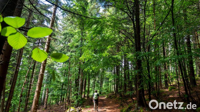 Ob Wandern im Wald oder Radlfahren – in Ostbayern gibt es dazu viele Möglichkeiten. Das haben im vergangenen Jahr Millionen Gäste bemerkt. Symbolbild: Andreas Drouve/Dpa