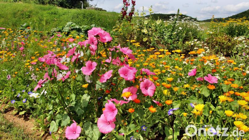 Der Sommer geizt bei seinem Blütenreichtum weder mit Farben noch mit Formen. Bild: ds