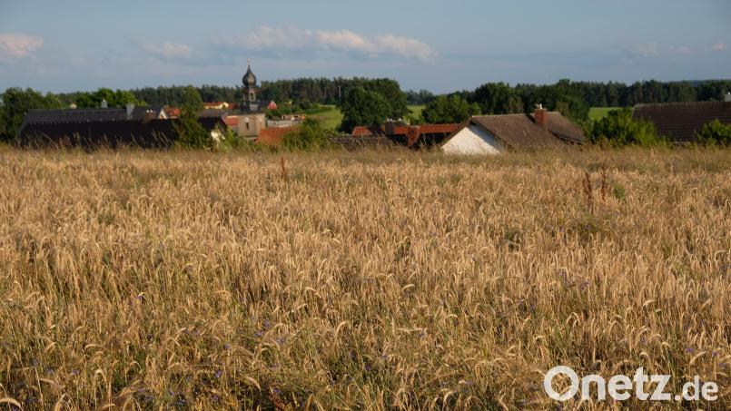 Das große Getreidefeld nördlich des Oberbibracher Siedlungsgebietes Weinberg soll laut Fortschreibung des Flächennutzungsplanes Bauland werden. Bild: do