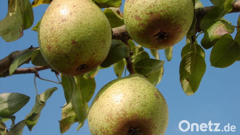 Bei der Mitmach-Aktion der Streuobstberater geht es um die Birne. Bild: bas