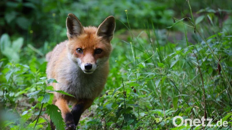 Die Polizei fand einen noch lebenden Fuchs in einer Tierfalle. Symbolbild: Christian Charisius/dpa