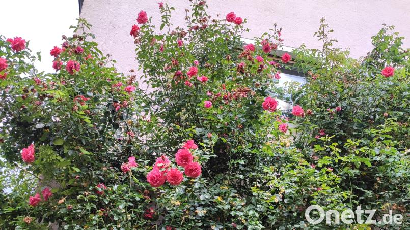Mädchen und Buben des Kindergartens &quot;Unsere kleine Welt&quot; besichtigten den Rosengarten von Rudi Standfest. Bild: Kinderhauses „Unsere kleine Welt“/exb