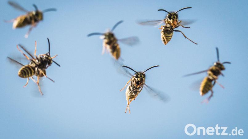 Auf der Flucht vor einem Wespenschwarm ist in Italien ein Strandurlauber gestorben. (Foto: Illustration) Bild: Frank Rumpenhorst/dpa/dpa-tmn