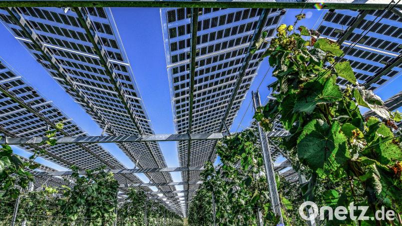 In der Nähe von Raffach soll eine Agri-PV-Anlage entstehen. Das Bild zeigt eine Anlage, an der unter den Paneelen Wein angebaut wird, während in Raffach Tierhaltung zwischen den Modulen geplant ist. Symbolbild: Winfried Rothermel
