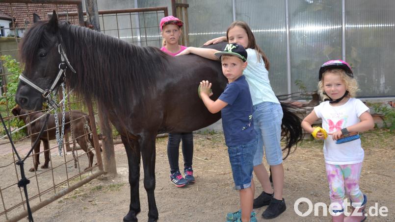 Ein Nachmittag mit Pferden darf im Moosbacher Ferienprogramm nicht fehlen. Archivbild: gi