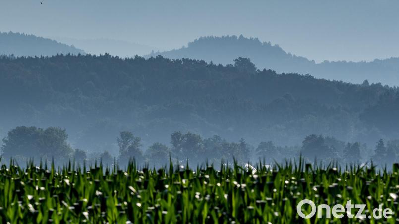 Ein Mann hat versucht, sich im Landkreis Cham in einem Maisfeld zu verstecken. Symbolbild: Armin Weigel /dpa