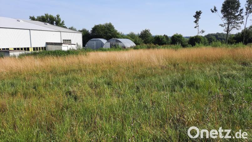 Auf diesem Gelände an der Heisenbergstraße im Gewerbegebiet Ost im Süden der Kreisstadt soll der Interims-Kindergarten entstehen. Bild: kro