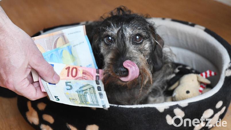 Die Hundesteuer hat die Stadt Mitterteich in der jüngsten Sitzung des Stadtrats angepasst. Zudem soll nach der Sommerpause eine überarbeitete Hundesteuersatzung verabschiedet werden. Symbolbild: Gabi Schönberger