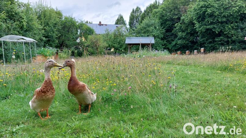 Laufenten versuchen, die Schneckenplage im Schulgarten der Landwirtschaftsschule einzudämmen. Bild: AELF Tirschenreuth/exb