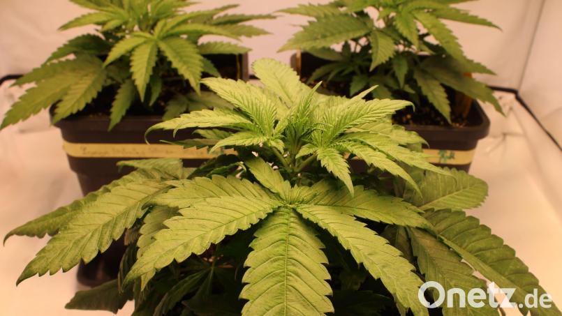 Cannabis ist im Betäubungsmittelgesetz von der Liste der verbotenen Substanzen gestrichen. Erwachsene dürfen bis zu 25 Gramm Cannabis in der Öffentlichkeit bei sich haben. Zu Hause sind der Besitz von bis zu 50 Gramm getrocknetem Cannabis sowie bis zu drei Cannabispflanzen pro erwachsener Person erlaubt. Bild: Jennifer Battaglia
