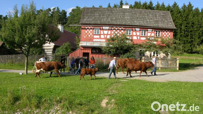 Das Freilandmuseum Oberpfalz bietet seinen Besuchern ein umfangreiches Ferienprogramm. Bild: Freilandmuseum Oberpfalz