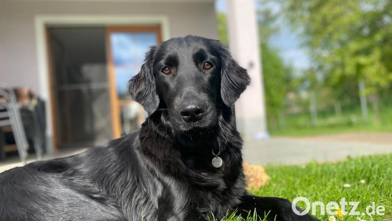 Black River Milou hatte den richtigen Riecher. Er entdeckte den Vermissten beim Gassigehen. Bild: Feuerwehr Garsdorf