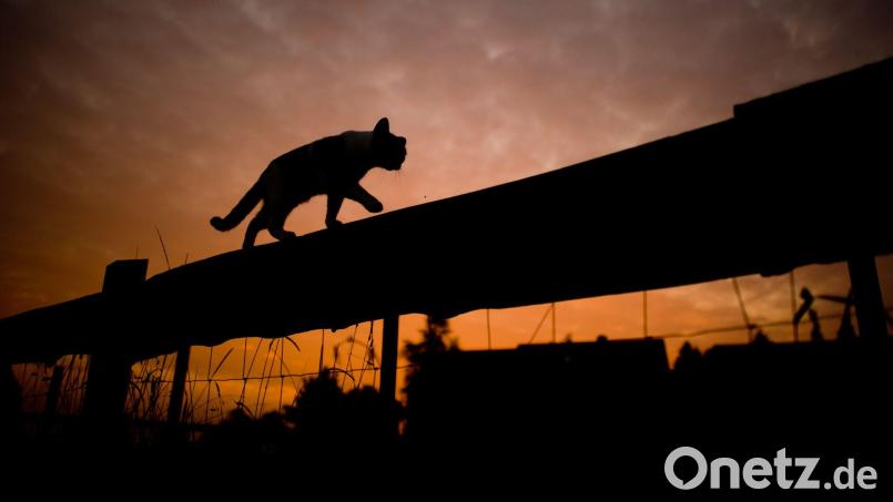 Katzen sind niedlich und beliebte Haustiere. Doch auch in Bayern gibt es Probleme mit verwilderten Katzen. (Archivbild) Bild: Julian Stratenschulte/dpa