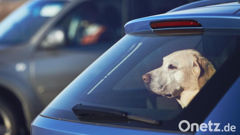 In Weiden ließ eine Frau ihren Hund bei Hitze alleine im Auto. Symbolbild: Chalabala /stock.adobe.com