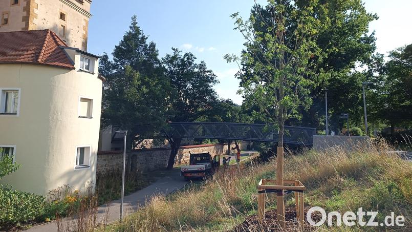 Anstelle von zwei Bäumen, die beim Basteisteg gefällt worden sind, hat die Stadt hier jetzt eine Esche gepflanzt. Bild: Jonas Schmidt/Stadt Amberg