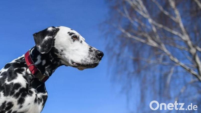 Die Polizei in Sulzbach-Rosenberg berichtet über eine Hundeattacke eines Dalmatiners auf einen anderen Vierbeiner und dessen Besitzerin. Bild:  Patrick Pleul/dpa