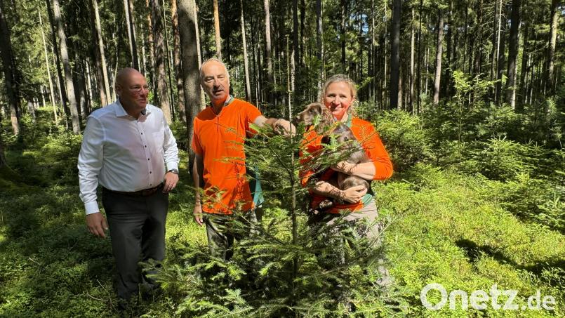 Diese etwa zehn Jahre alte Tanne ist ein Zukunftsbaum im Stadtwald. Ihn begutachten (von links) Oberbürgermeister Oliver Weigel, Winfried Pfahler, der Leiter des Forstbetriebs Fichtelberg, und Förstern Katharina Bäcker. Bild: Matthias Bäumler/fph
