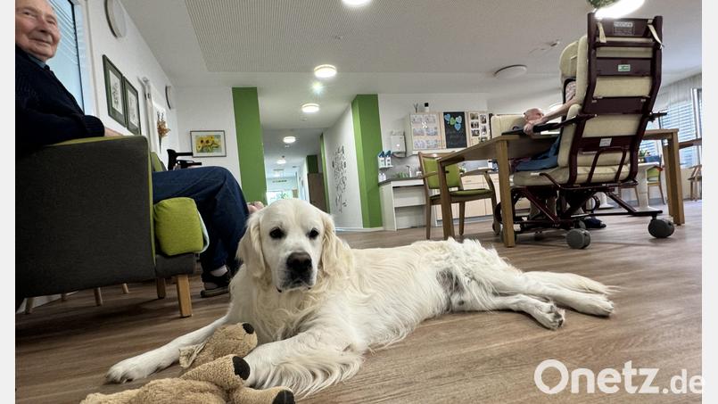 Therapiehund Bailey, ein Golden Retriever, an seinem &quot;Arbeitsplatz&quot;, in der Senioren-WG, einer betreuten Wohngemeinschaft der Schwesternschaft Wallmenichhaus in Amberg. Bild: Heike Unger