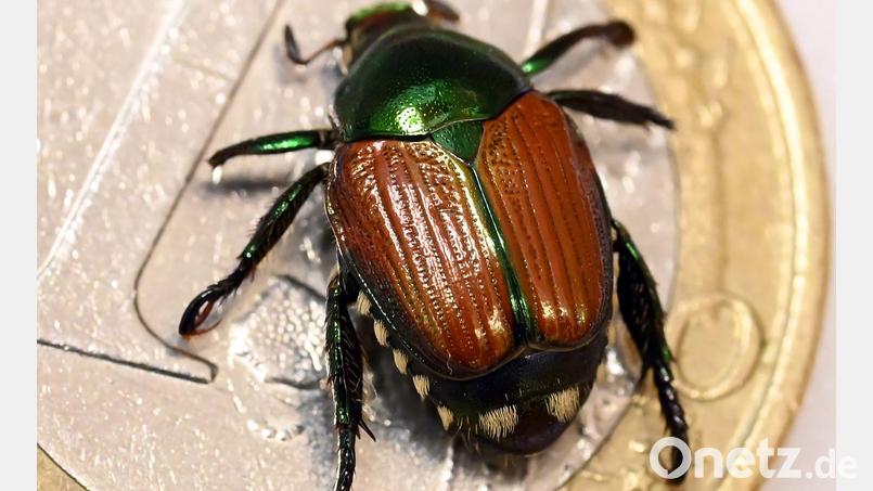 In Bayern ist erstmals ein Japankäfer gefunden worden. Bei dem Tier handelt es sich um einen meldepflichtigen Schädling. (Archivbild) Bild: Uli Deck/dpa