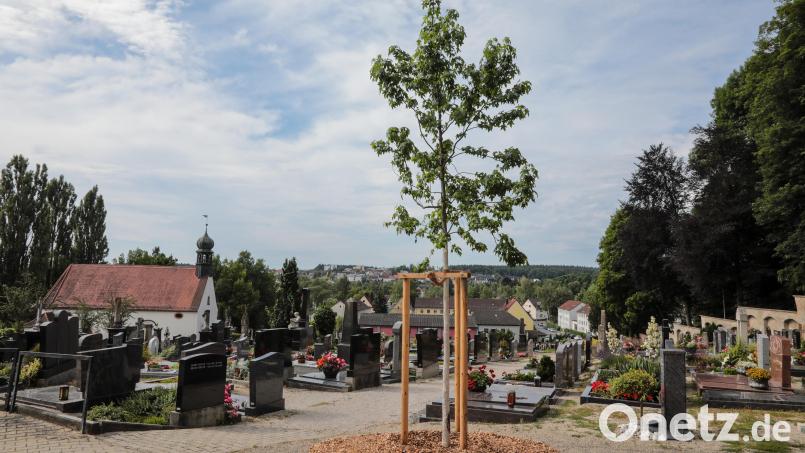 Es gibt einen neu gepflanzten Baum für Urnenbestattungen auf dem Sulzbacher Friedhof. Gleichzeitig soll dieser klimataugliche Amber-Baum zu einem Schattenspender heranwachsen. Bild: Wolfgang Steinbacher