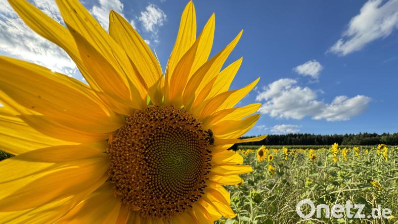 Viele Sonnenblumen im Greenpark sind mittlerweile fast schon überreif, erfreuen aber noch immer mit ihrem Anblick und sind nicht nur für Bienen anziehend. Bild: Matthias Bäumler/fph