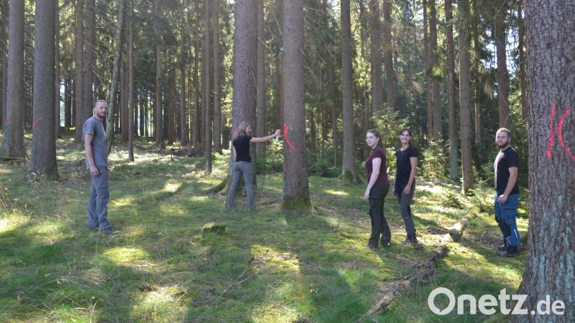Das rot gesprühte K steht für Käferbaum. So geballt ist das Borkenkäfer-Team selten im Einsatz: Tobias Köstler, Sophie Schödel, Hannah Raab, Tanja Adam und Fabian Paulus (von links) in einem befallenen Waldstück in Godas bei Kemnath, wo der Schädling auf dem Kühberg schon ganze Arbeit geleistet hat. Bild: as
