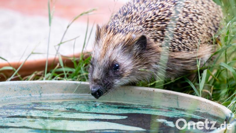 Vögel, Säuger und Insekten haben bei Hitzewellen oft Schwierigkeiten Wasser zu finden, da Bäche, Tümpel und Pfützen schnell austrocknen. Bild: Sonja Kreil/exb