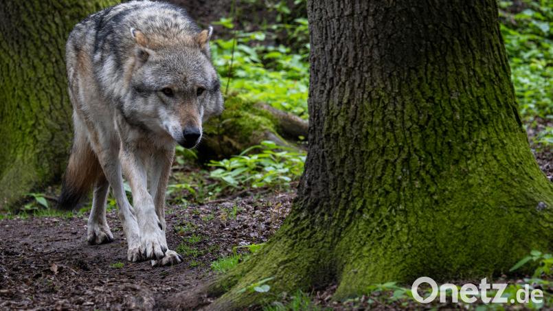 Ein Wolf zieht durch einen Wald. In der Oberpfalz kursieren aktuell Gerüchte, nach denen es in der Region ein neues Rudel geben soll. Symbolbild: Sina Schuldt/dpa
