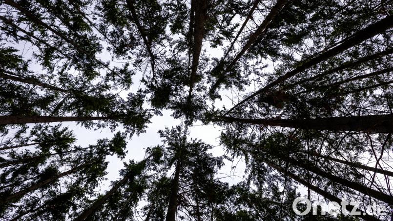 Die Forstverwaltung Tschechische Wälder plant einen großen Kahlschlag im Erzgebirge, gegen den Umweltaktivisten eine Petition organisiert haben. Symbolbild: Jens Büttner/dpa