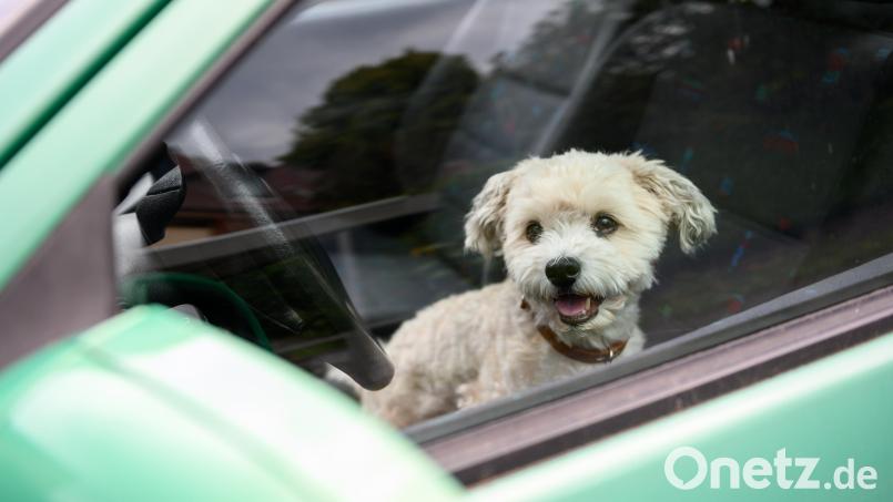 Die Polizei ermittelt in einem Fall von schwerer Tierquälerei in Nürnberg. Symbolbild: Jonas Walzberg/dpa