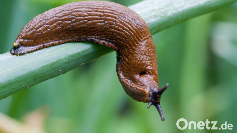 Eine Schnecke kriecht über Zwiebellauch: Diese braunen Nacktschnecken sind bei Gärtnern besonders unbeliebt. Symbolbild: Patrick Pleul/dpa