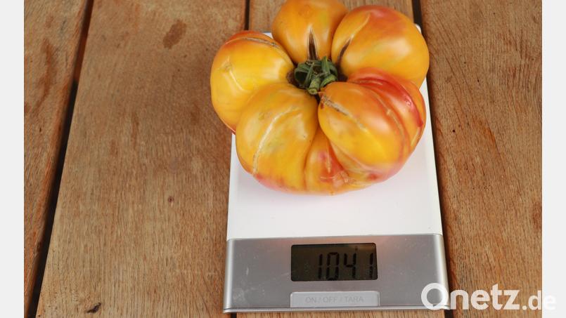 1041 Gramm zeigt die Küchenwaage für diese in Sulzbach-Rosenberg geerntete Tomate. Bild: Jürgen Grünthaler