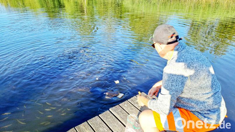 Waller-Flüsterer Helmut Steinkohl weiß, wie man „Oskar“ und seine Freunde am schnellsten aus ihrer Reserve unter dem Auenpark-Steg hervorlockt: mit Weißbrot. Bild: Brigitte Gschwendtner/fph