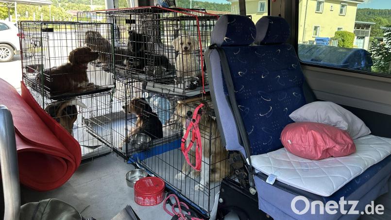 Die sieben Hunde in Käfigen im Fahrzeug Bild: Polizeiinspektion Furth im Wald