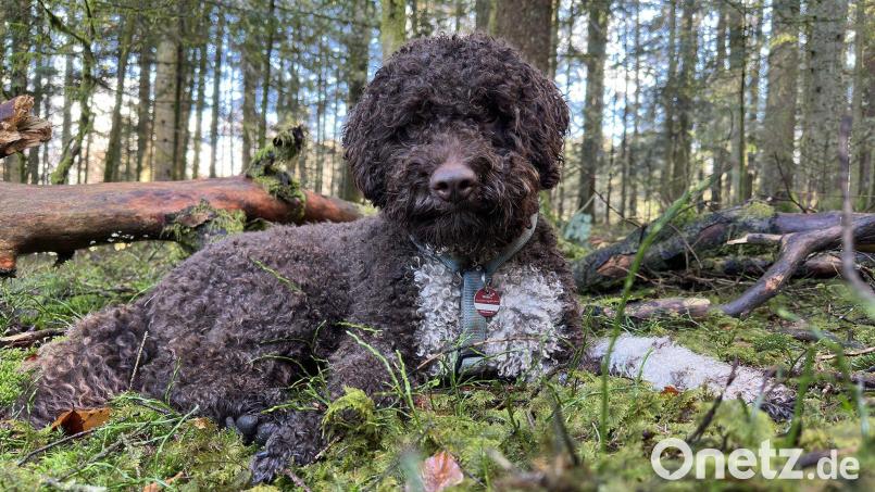 Leo erschnüffelte im Nationalpark unter einer alten Buche einen Kupferroten Schleimtrüffel. Bild: Nationalparkverwaltung Bayerischer Wald/dpa
