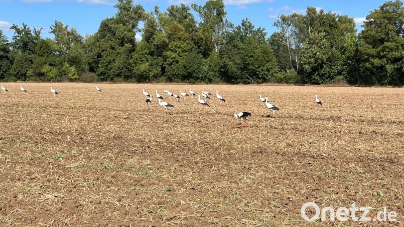 Über 30 Störche suchten am Mittwoch auf einem Weidener Feld nach Nahrung. Bild: Mutiara Sudarma