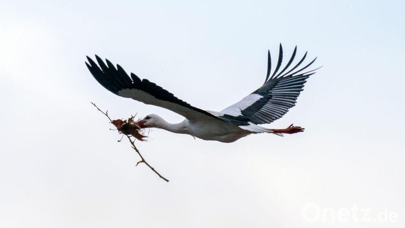Ein Storch ist mit Nistmaterialien auf dem Weg zu seinem Horst: In Schönsee war es heuer noch nicht so weit, das Aufstellen der Nisthilfe hat sich etwas verzögert. Symbolbild: Pia Bayer/dpa