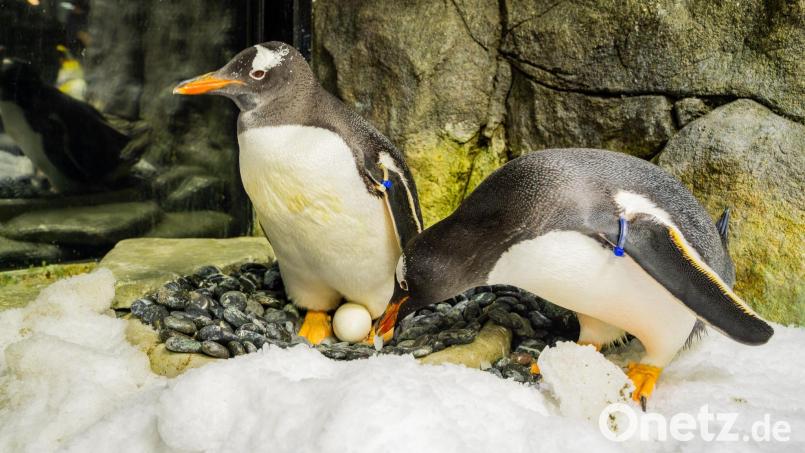 Sphen und sein Partner Magic haben zwei Küken adoptiert und aufgezogen. Bild: SEA LIFE SYDNEY AQUARIUM/AAP/dpa