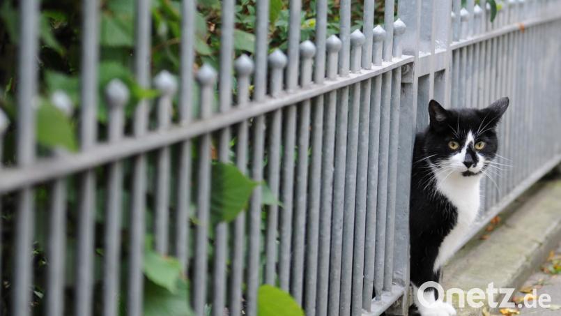 Ein Unbekannter hat in Schönkirch zwei Katzen angeschossen. Symbolbild: Angelika Warmuth