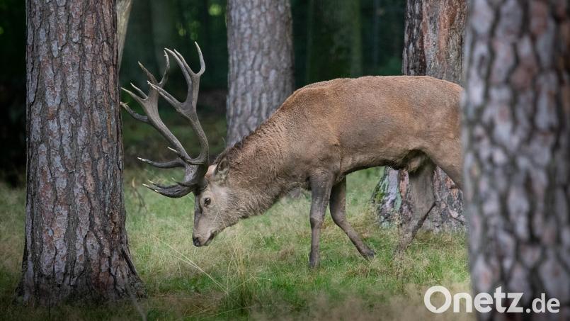 Imposantem Rotwild kann man im Wild- und Freizeitpark Höllohe ganz nah kommen. Bild: Hans Zitzler/exb