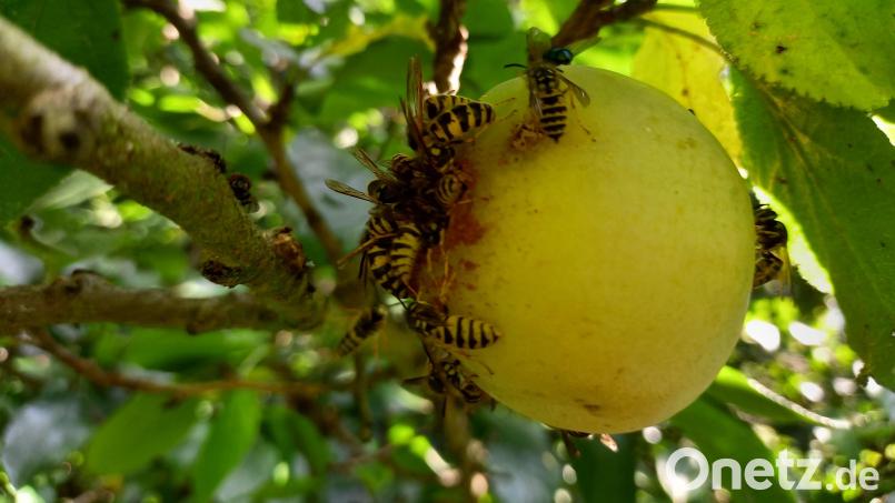 Heuer kein seltener Anblick : ganze Trupps von Wespen oder Hornissen auf einer reifen Frucht. So viele Wespen wie in diesem Sommer hat auch Hornissenberater Arnold Kimmerl selten erlebt. Die Ursache dafür macht er im Vorjahr aus. Bild: bl