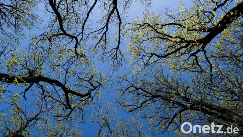 Unbekannte Täter sägen bei Lengenfeld rund 20 Bäume ab. Symbolbild: Jens Kalaene/dpa