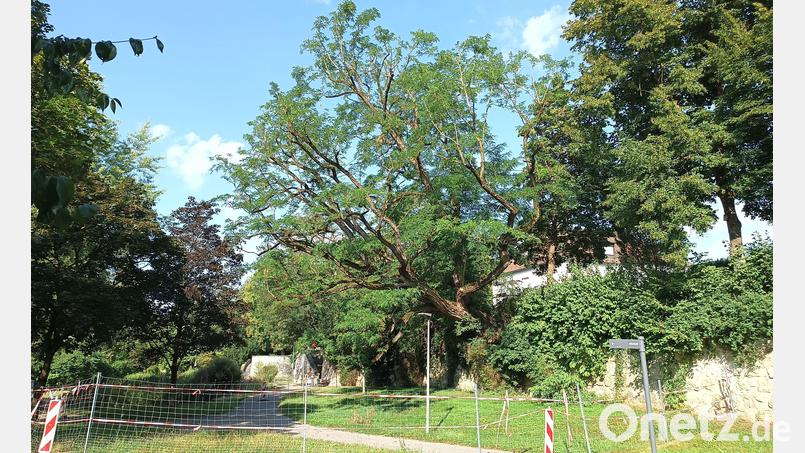 Die etwa 120 Jahre alte Robinie im Amberger Stadtgraben sorgt weiterhin für eine Sperrung des Abschnitts beim Biotop in der Nähe der kleinen Vilsbrücke. Bild: Jonas Schmidt, Stadt Amberg
