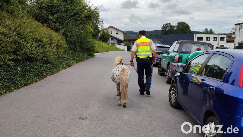 In Bad Kötzting hat die Polizei ein freilaufendes Pony eingefangen. Bild: Polizeiinspektion Bad Kötzting
