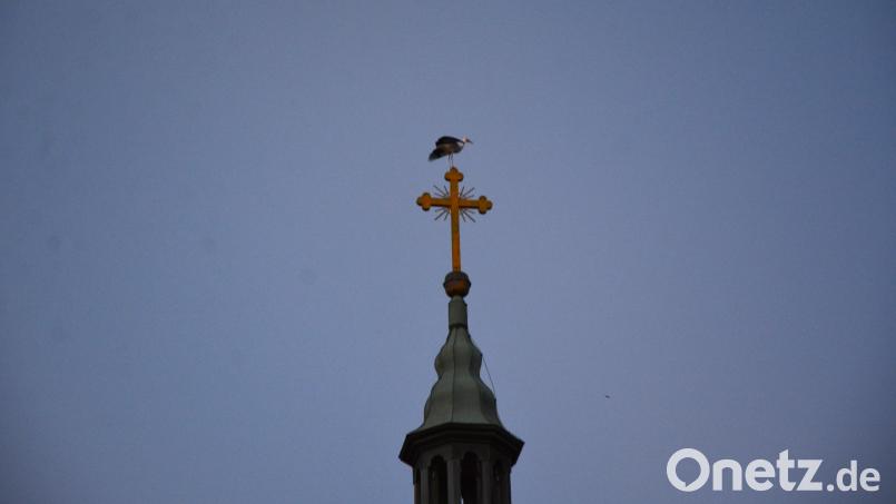 Ein Storch legte am Samstagabend auf der Turmspitze der Konnersreuther Pfarrkirche einen Stopp ein. Bild: jr